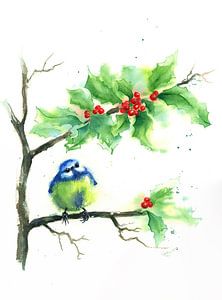 Blaumeise sitzt im Ilexbusch und wartet auf Weihnachten