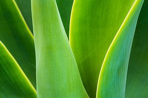 Détail d'une plante verte sur l'île de Madère sur Rico Ködder