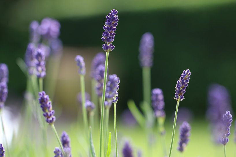Violetter Lavendel von Bärbel Severens