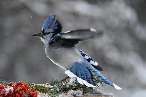 Een blauwe gaai bij de tuinvoeder