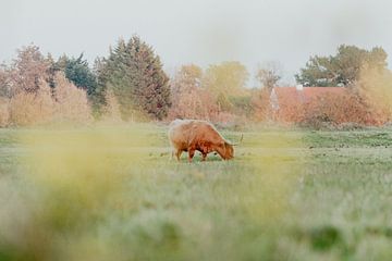 Schotse Hooglanders in de Nederlandse Duinen van Anne Zwagers