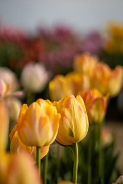 Gele tulpen met vleugje oranje. van Renate Pit - du Pont