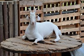 Goat in Curaçao by Karel Frielink