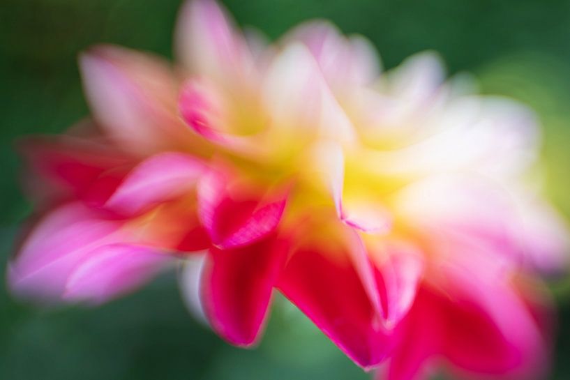 Dahlia van Anneliese Grünwald-Märkl