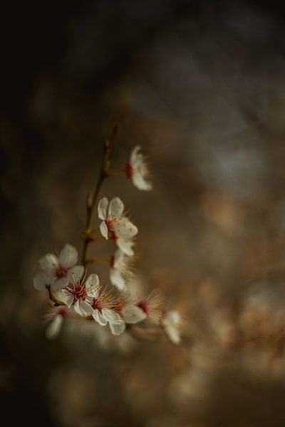 Blossom by Wolbert Erich