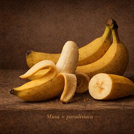 Banana, Musa × paradisiaca by Bert Quaedvlieg