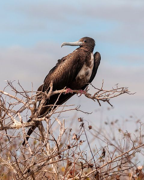 Amerikaanse fregatvogel by Maarten Verhees