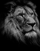 Beautiful lion's head