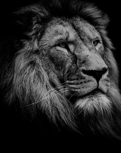 Prachtige leeuwenkop