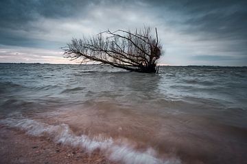 Fallen tree 2 van Björn van den Berg