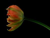 Tulp op zwart