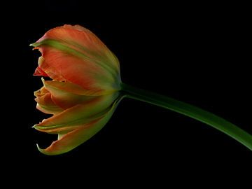 Tulipe sur le noir