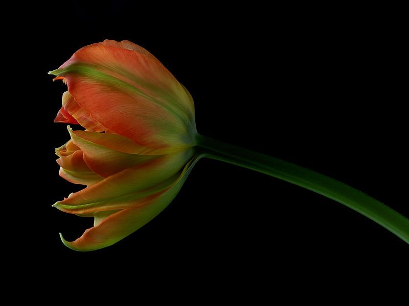Tulipe sur le noir par Carine Belzon