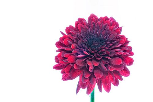Chrysanthème sur fond blanc