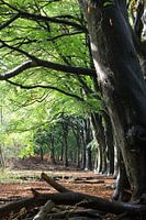 The Forest