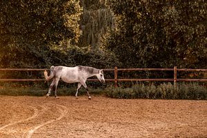 Sommerliche Gelassenheit - Ein Pferd in der Goldenen Stunde von Femke Ketelaar