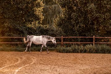 Zomerse Sereniteit - Een Paard in Gouden Uur van Femke Ketelaar