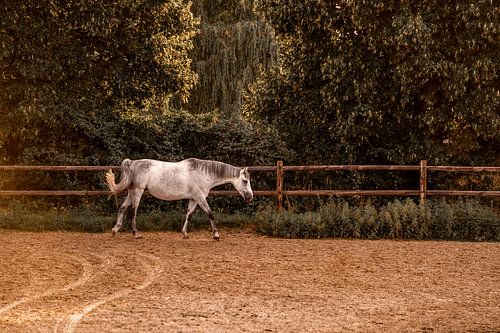 Paard Zomerse Sereniteit in Gouden Uur