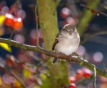 Nahaufnahme von einem Buchfink Weibchen auf einem Apfelbaum von ManfredFotos