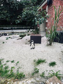 Penguin