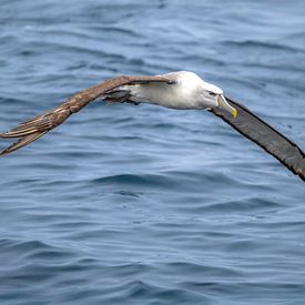 De Glijvlucht van de Witkap van Lex van Doorn