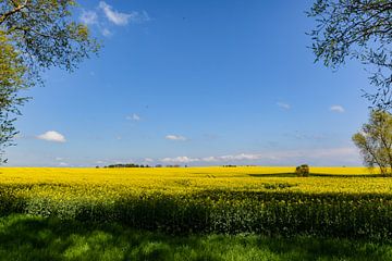 Rapsfeld bei Glutzow, Poseritz