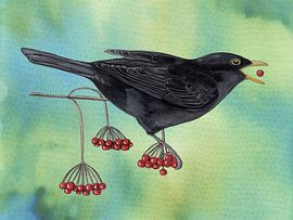 Blackbird on Gelderlander rose by Jasper de Ruiter