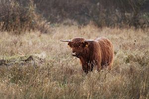 Highlander écossais dans une zone marécageuse sur Melissa Peltenburg