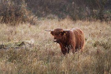 Schotse hooglander in moerassig gebied