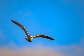 Meeuw in de vlucht van Photoart-Naegele