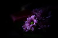 Bloem in een ander licht