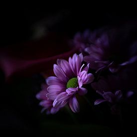 Flower in a different light by Nicole Geerinck