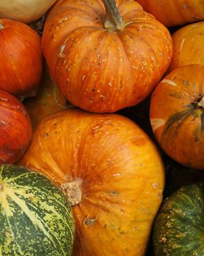 La saison des citrouilles sur Christina Bauer Photos