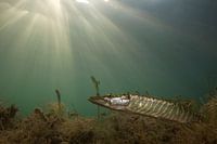 pike in light