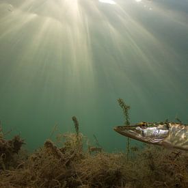 snoek in licht van Arthur de Bruin