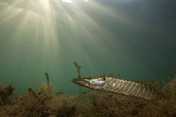 brochet à la lumière