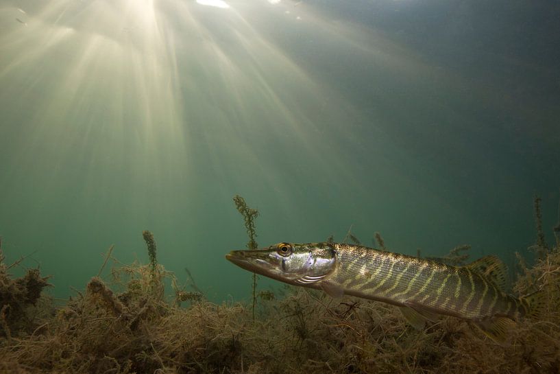 pike in light by Arthur de Bruin