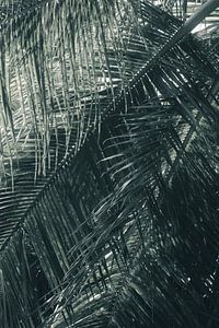 Palme Sri Lanka
