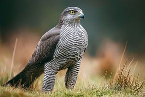 Habicht (Astur gentilis)