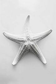 Starfish by Poster Art Shop
