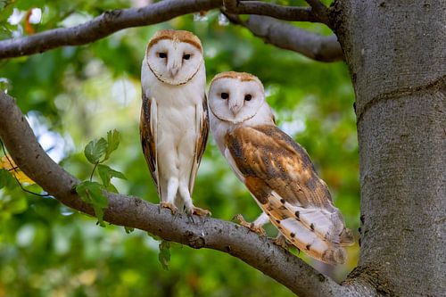 Two barn owls in the tree