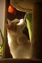 spelende witrode kat van Sarah Gorter thumbnail