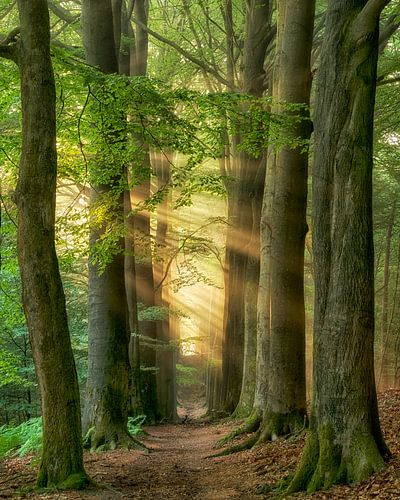 Profondeur du sentiment