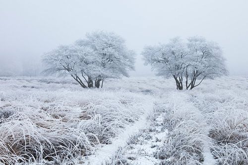 Wit berijpt landschap