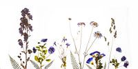 Field flowers dried blue by Anjo Kan thumbnail