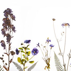 Veldbloemen gedroogd blauw van Anjo Kan