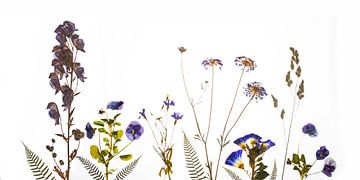 Fleurs de champ séchées bleues sur Anjo Kan