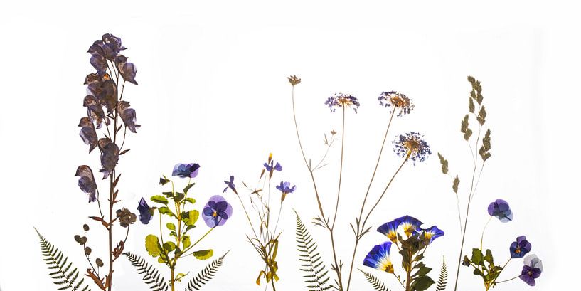 Field flowers dried blue by Anjo Kan