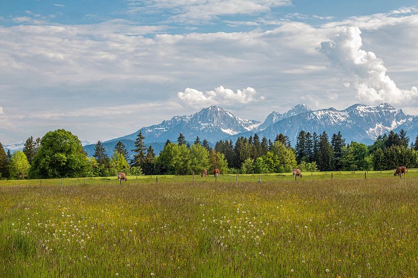 Cow pasture by Thomas Heitz