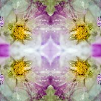 Frozen cosmos purple